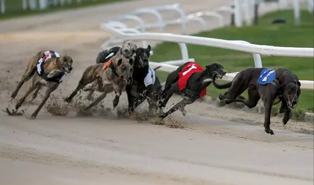 A nova vida dos galgos drogados: do inferno das corridas clandestinas para  uma família adotiva